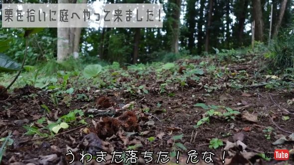 たくさんのいが栗