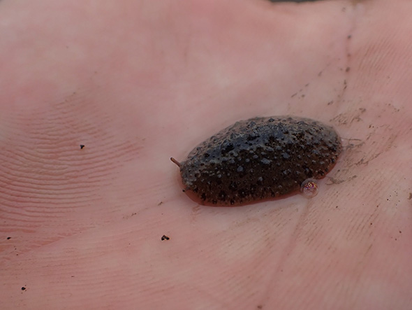 センベイアワモチ