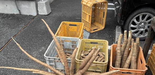 宇宙生物のような物体