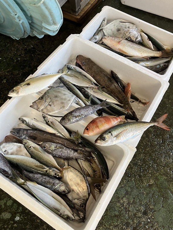 へんな魚おじさん