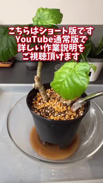 茶色い水が出てくる様子