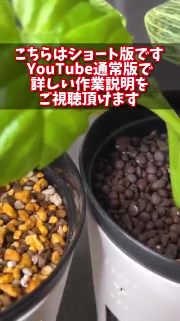 土とハイドロボールの鉢