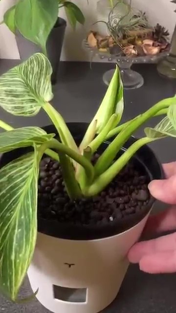 ハイドロボールで植え付けされた植物