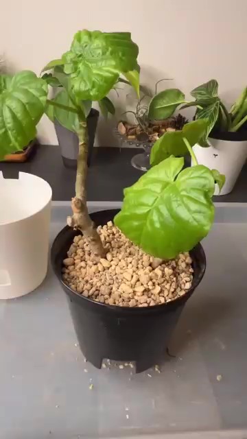 土に植え付けされた植物