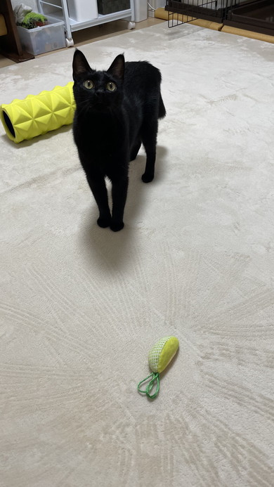 見上げている黒猫ちゃん