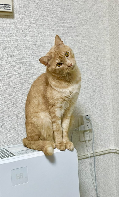 首をかしげる猫ちゃん