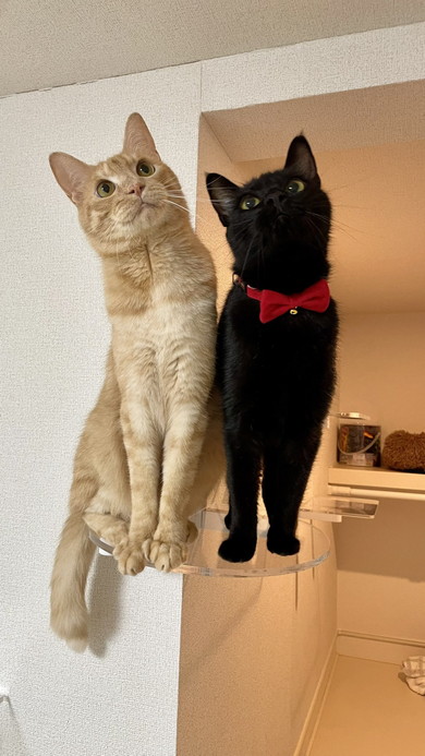 同じ角度で見上げる2匹の猫ちゃん