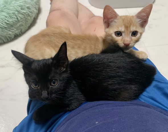 飼い主さんに乗っている子猫ちゃんたち