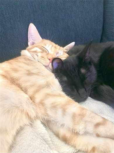 くっついて寝る2匹の猫ちゃん