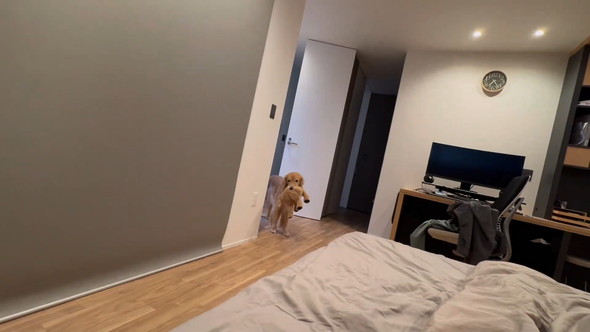 ぬいぐるみをくわえてこっちに来るゴールデンレトリバーのワンコ