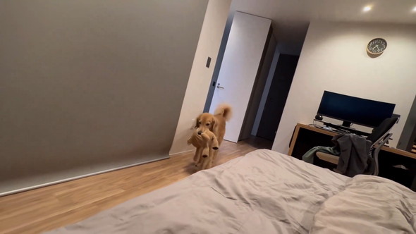 ぬいぐるみをくわえてこっちに来るゴールデンレトリバーのワンコ