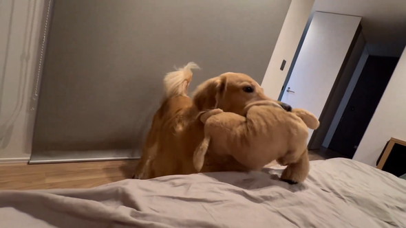 ぬいぐるみをくわえてこっちに来るゴールデンレトリバーのワンコ