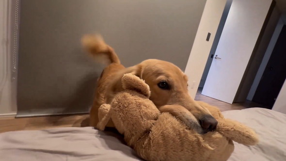 ぬいぐるみをくわえてこっちに来るゴールデンレトリバーのワンコ