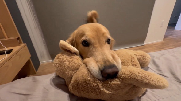 ぬいぐるみをくわえてこっちに来るゴールデンレトリバーのワンコ