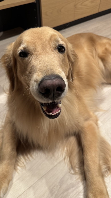 笑っているゴールデンレトリバーのワンコ