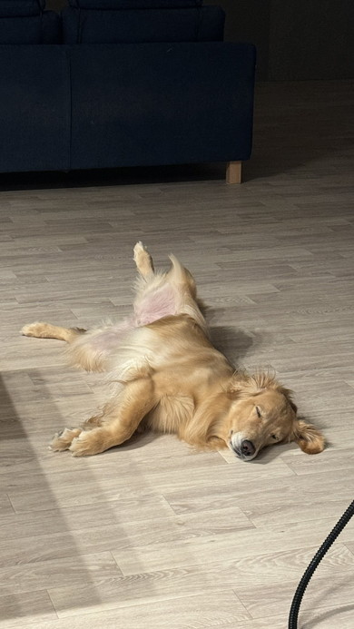 寝ているゴールデンレトリバーのワンコ