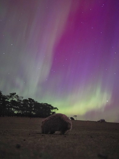 ウォンバットとオーロラ