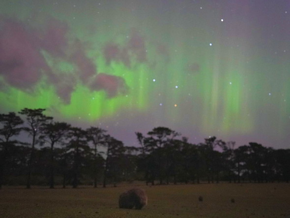 ウォンバットとオーロラ
