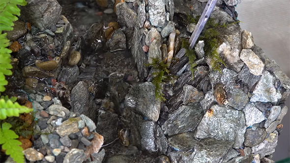 コケを張り付ける