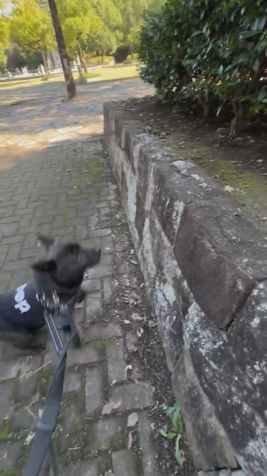 石垣を見つめる甲斐犬のワンコ