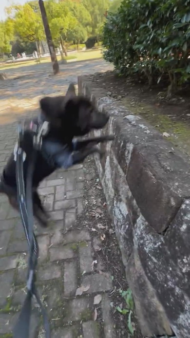 石垣の上に飛び乗る甲斐犬のワンコ