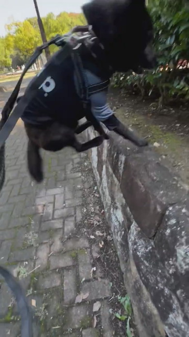 石垣の上に飛び乗る甲斐犬のワンコ