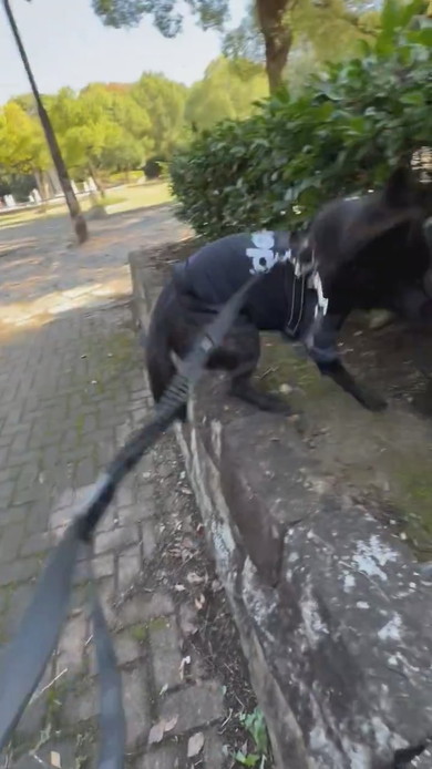 石垣の上に飛び乗る甲斐犬のワンコ