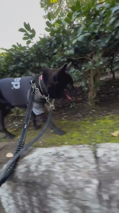 石垣の上を歩く甲斐犬のワンコ