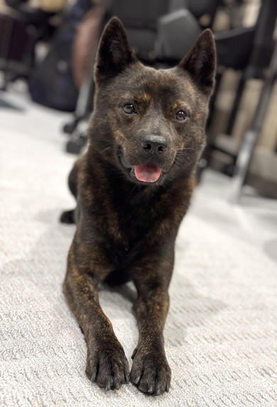 くつろでいる甲斐犬のワンコ