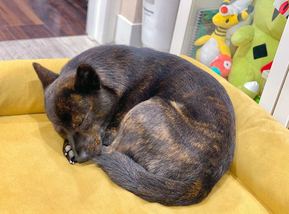 眠っている甲斐犬のワンコ