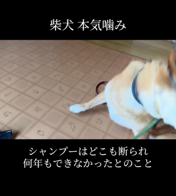 スキンシップを嫌がる柴犬