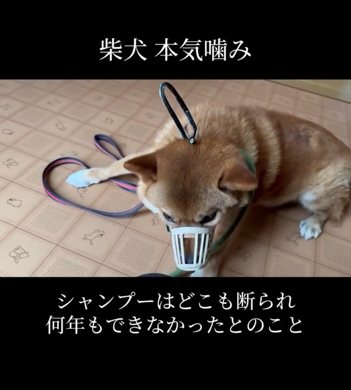 敵対心むき出しで抵抗します