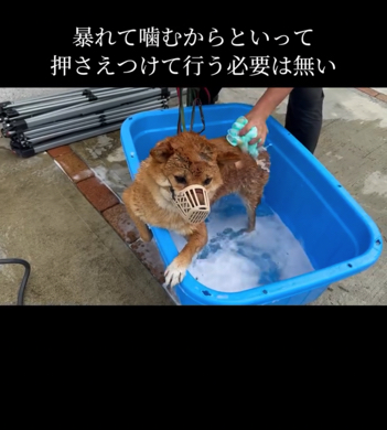 ワンコと根気よく向き合い続けた結果