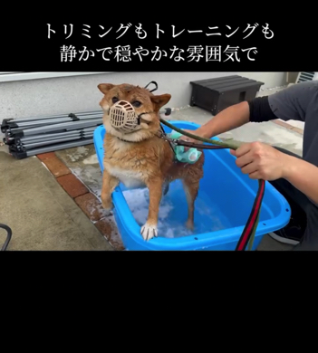 気持ちよさそうにシャンプーされる柴犬