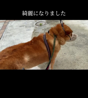 さっぱりきれいになりました