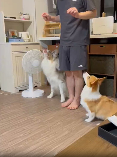 パパの足をくぐるワンコたち