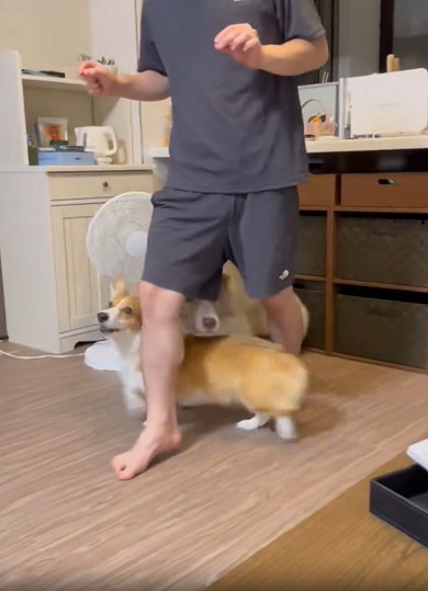パパの足をくぐるワンコたち