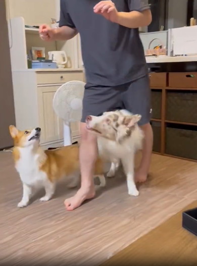 パパの足をくぐるワンコたち