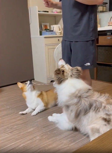 パパの足をくぐるワンコたち