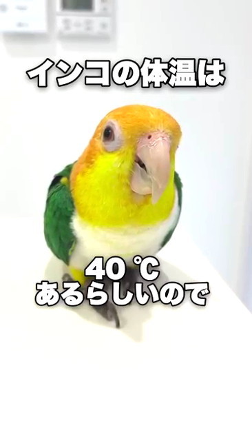 インコの体温は