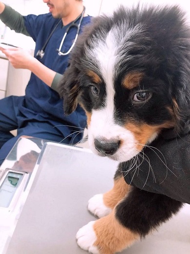 目的地が病院だったため飼い主を凝視するワンコ