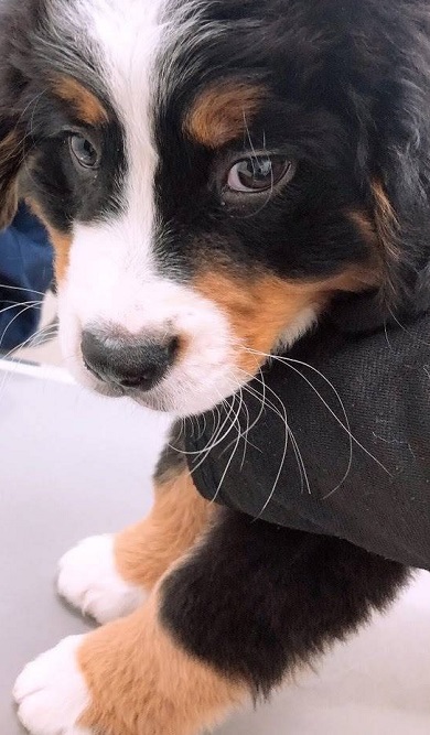 外出先で何かが違うことに気付いたワンコ