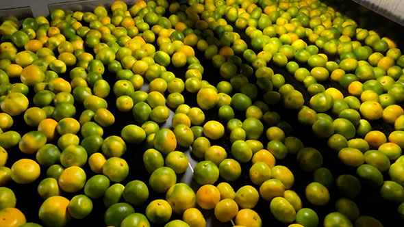 みかんが機械で水洗いされているところ