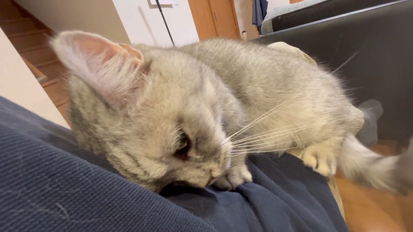 飼い主さんにスリスリと体を寄せるマンチカンの猫ちゃん