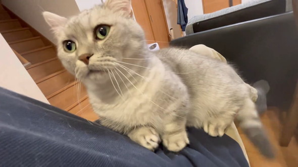 飼い主さんにスリスリと体を寄せるマンチカンの猫ちゃん