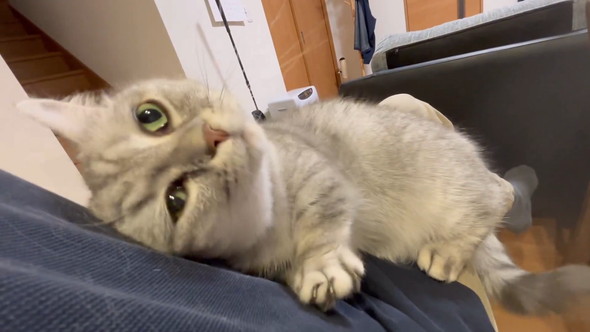 飼い主さんにスリスリと体を寄せるマンチカンの猫ちゃん