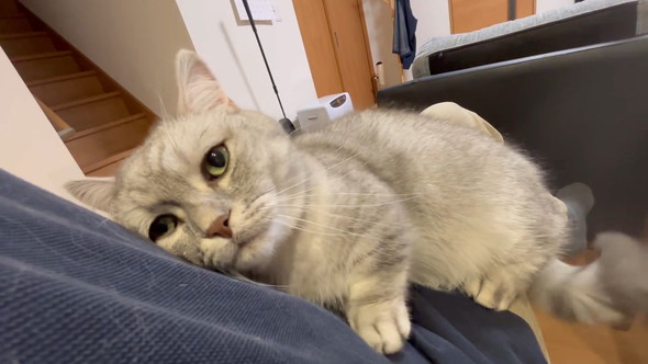 飼い主さんにスリスリと体を寄せるマンチカンの猫ちゃん