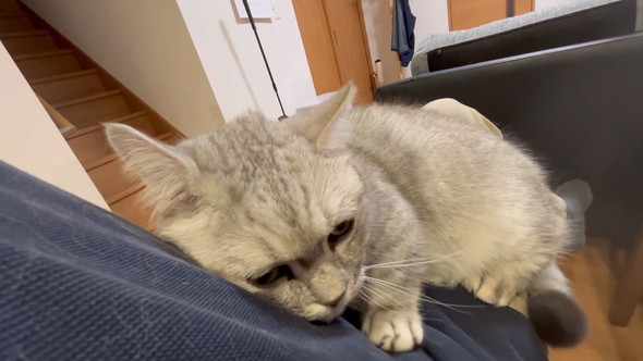 飼い主さんにスリスリと体を寄せるマンチカンの猫ちゃん