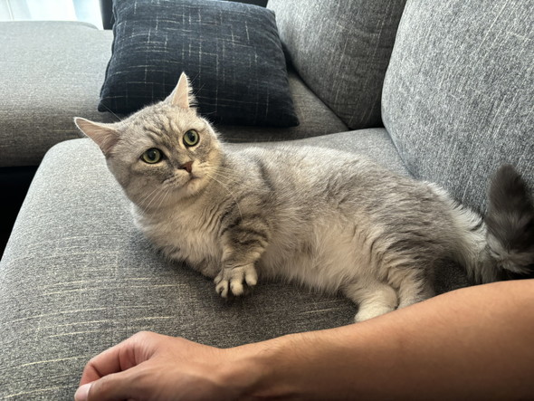 横になっている猫ちゃん