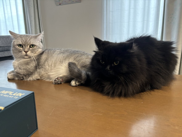 テーブルに乗っている2匹の猫ちゃん